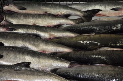 Local Sustainable Salmon